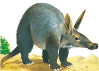 aardvark