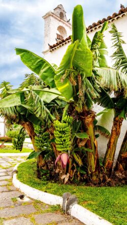 vertical-shot-banana-tree-min-250x444.jpg