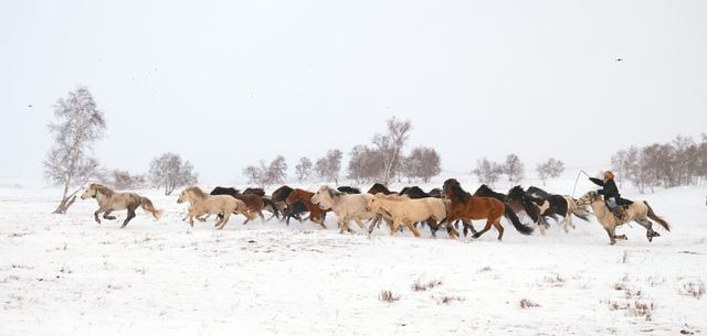 Mongolian herder guiding a large herd of horses across a snowy landscape.